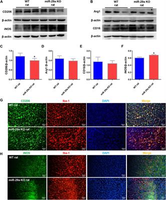 Corrigendum: MiR-29a Knockout Aggravates Neurological Damage by Pre-polarizing M1 Microglia in Experimental Rat Models of Acute Stroke